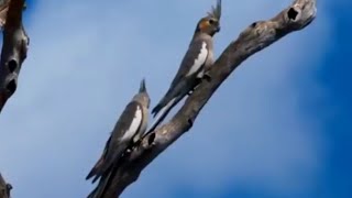 Doğadaki sultan papağanları / parrots in nature