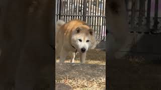 よだれがキラリ✨14歳シニア柴犬　#shibainu #shibadog #柴犬 #柴犬のいる暮らし #シニア犬