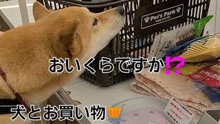 ワンコと一緒にお買い物。お会計額にびっくりするココア‼️