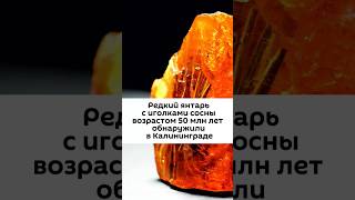 Редкий янтарь с иголками сосны возрастом 50 млн лет #новости #россия #природа