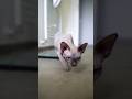 Sphynx Cat Hunting