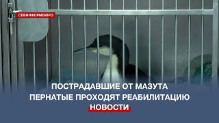 Как севастопольские ветеринары выхаживают пострадавших от мазута птиц