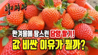 한겨울에 탐스런 담양딸기, 값 비싼 이유가 뭘까?