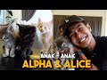 KUCING BARU ALIEFF & BELLA !!! TERKEJUT SAMPAI 5 EKOR SEKALI GUS...