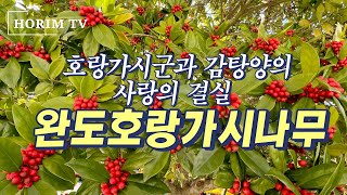 정원수로 좋은 완도호랑가시나무, 숲 전문 HORIM-TV