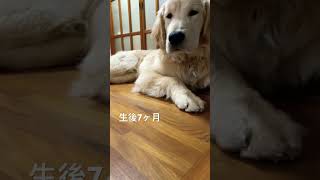 生後7ヶ月 #ゴールデンレトリバーの子犬 #ゴールデンレトリバーのいる生活 #ゴールデン #ゴールデンレトリーバーgolden #犬のいる暮らし