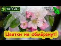 ПРОСНУЛИСЬ ДЕРЕВЬЯ и КУСТЫ? Смородина, земляника, яблони, сливы, вишни... Чем защитить их от холода?