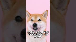 【日本好きの外国人】笑えて和むエピソード。柴犬が好きすぎるマイクさん