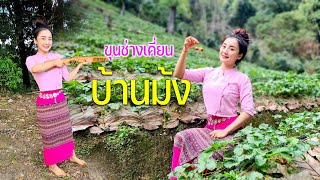 บ้านม้งขุนช่างเคี่ยนสูงจากระดับน้ำทะเล 1,400 เมตรสาวลีซอยิงหน้าไม้แม่นมาก #ลมหนาวพัดมาแคมป์ปิ้ง91