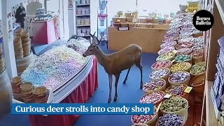 Curious deer strolls into candy shop
