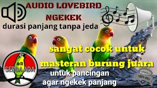 MASTERAN SUARA BURUNG LOVEBIRD AMPUH AGAR NGEKEK PANJANG #masteranlovebird #lovebirt