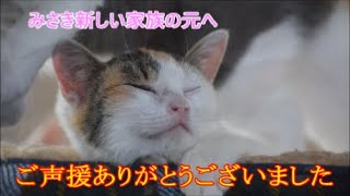 【保護子猫】みさきの旅立ち!!里親さんが決まりました。【感動】