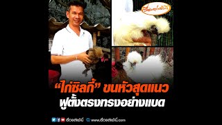 “ไก่ซิลกี้” ขนหัวสุดแนว ฟูตั้งตรงทรงอย่างแบด