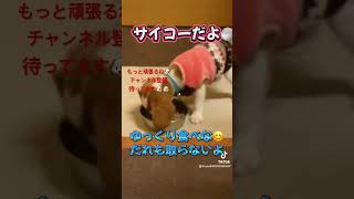 お座り待て🫷特訓中のキャバビー　#キャバビー　#キャバリア　#ビーグル　#パピー犬