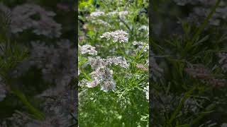 #coriander #cilantro #herbs #flowers #gardener #nature #ants #homegrown #growyourownfood