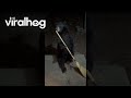 Black Bear Steals a Broom || ViralHog