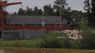 De schapen steken de fietsbrug over tussen Leiden/Zoeterwoude-Rijndijk en Leiderdorp