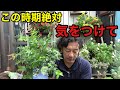 園芸店の熱帯植物には気をつけろ　【園芸超人カーメン君】