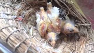 BCY feeding to canary babies 金絲雀