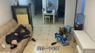 这只德牧犬真聪明，居然会学人做事，颠覆了我的认知