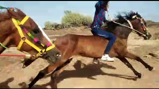 Horse Race in Bharapar,Bhuj-Kutch