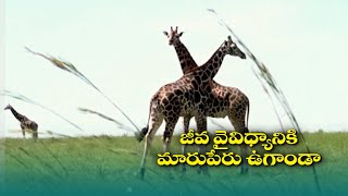 Bio Diversity in Uganda | కొన్నిదశాబ్దాల్లో బాగా అభివృద్ధి ఉగాండా