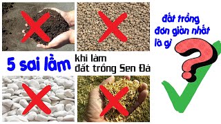 P296: 5 Sai Lầm Khi Dùng Đất Trồng Sen Đá | Bật Mí Đất Trồng Đơn Giản Nhất Ở Đâu Cũng Có