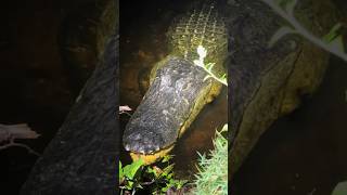 Finding creatures in the Florida Everglades! #snake#wildlife#animals#youtubeshorts#alligator#viral