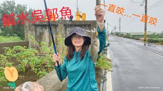 2024/08/10布袋再探吳郭魚窟4K