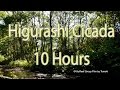 Higurashi Cicada & River sounds for Meditation, Sleep, Study, Work, Chill out, Music