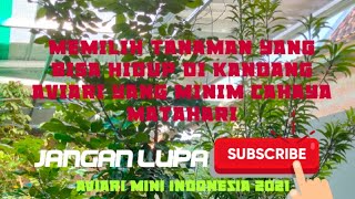 MEMILIH TANAMAN YANG TEPAT DAN BAGUS UNTUK KANDANG AVIARI MINI