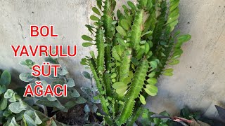 EUPHORBİA TRİGONA) Süt ağacı nasıl çoğaltılır. euphorbia nerede nasıl bakılır. Bol yavrulu süt ağacı