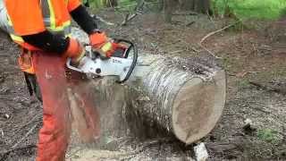 Stihl 090 in big birch