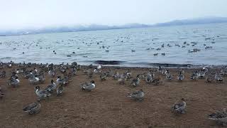 猪苗代湖(長浜)とカモ