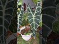 alocasia amazonica plant shorts plants alocasia