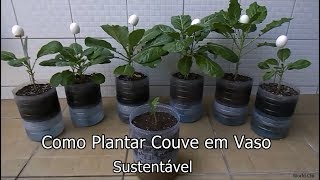 Como plantar Couve - Vaso Auto Irrigável com Garrafa Pet, passo a passo