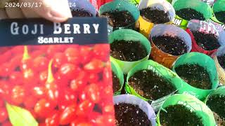 starting goji berries and recycling