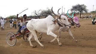 Suthubandi race | Jalikatti bullocks | 2 min 42 seconds