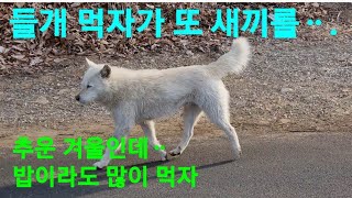 춥고 배고픈ᆢ들개강아지 북어장어 미역국 끓여줄께