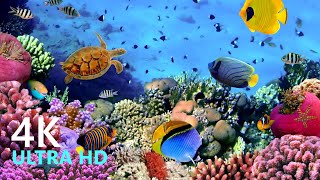 Amazing Underwater World of the Red Sea - 4K Ultra HD Video with water music for relaxation