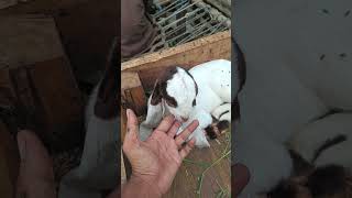New brown baby 🍼😍 || Beautiful baby Goat 🐐 #youtubeshorts #viral #goat #babyanimal