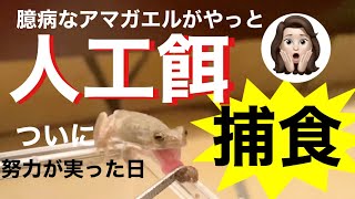 Vo.40 人工餌に再チャレンジ！諦めない主はアマガエルをだませるか？