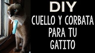 Hagamos un Cuello y corbata para Gatitos | 2018