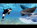 Orca vs Paus | Siapakah Raja dari Ordo Cetacea?