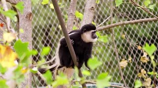 ロンドン動物園、「アビシニアコロブス」のウォークスルー式の展示をお披露目