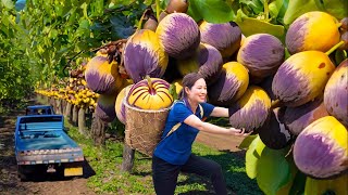 HOW TO Harvesting Langsat fruit goes to market sell - Harvesting and market - Phương Daily Life