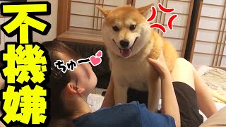 雨で不機嫌な柴犬が娘にブチギレる！