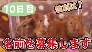 生後10日になったので性別と名前を公開しちゃいます♪【モルモットguineapig】