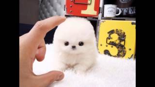 Cutest Teacup Pomeranian Puppy ティーカップポメラニアン