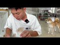 完美品相的乳白拿破仑一猫难求！